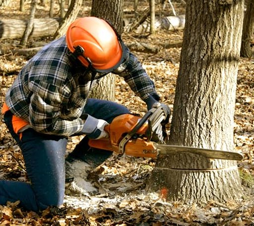 Tree Removal in Galesburg, KS